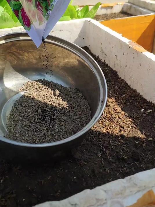 记录种菜生活:播种红苋菜,种子不会发芽,可以试试我的播种方法