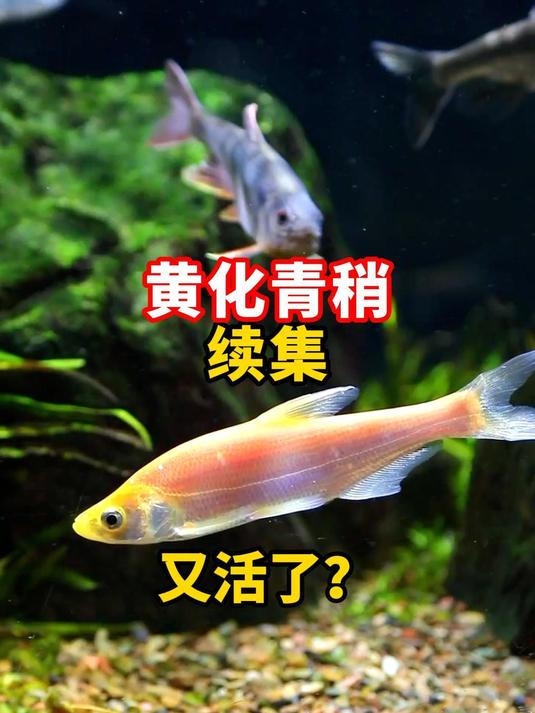 黄化青稍续集来啦,感谢江西钓友鱼友亲自送上门!