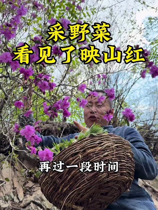 长白山的山野菜，一天吃一样，都得吃半个月，你们信不信