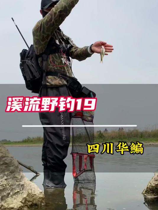 这是四川特有的鱼种，你们知道叫什么名字吗？#溪流钓# #钓鱼# #户外#