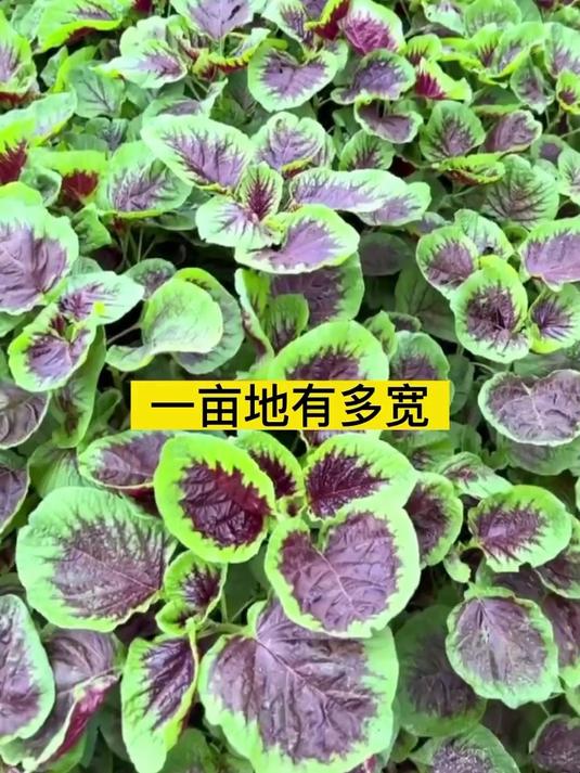 红苋菜种子家庭小院种菜阳台盆栽四季种植#种子#