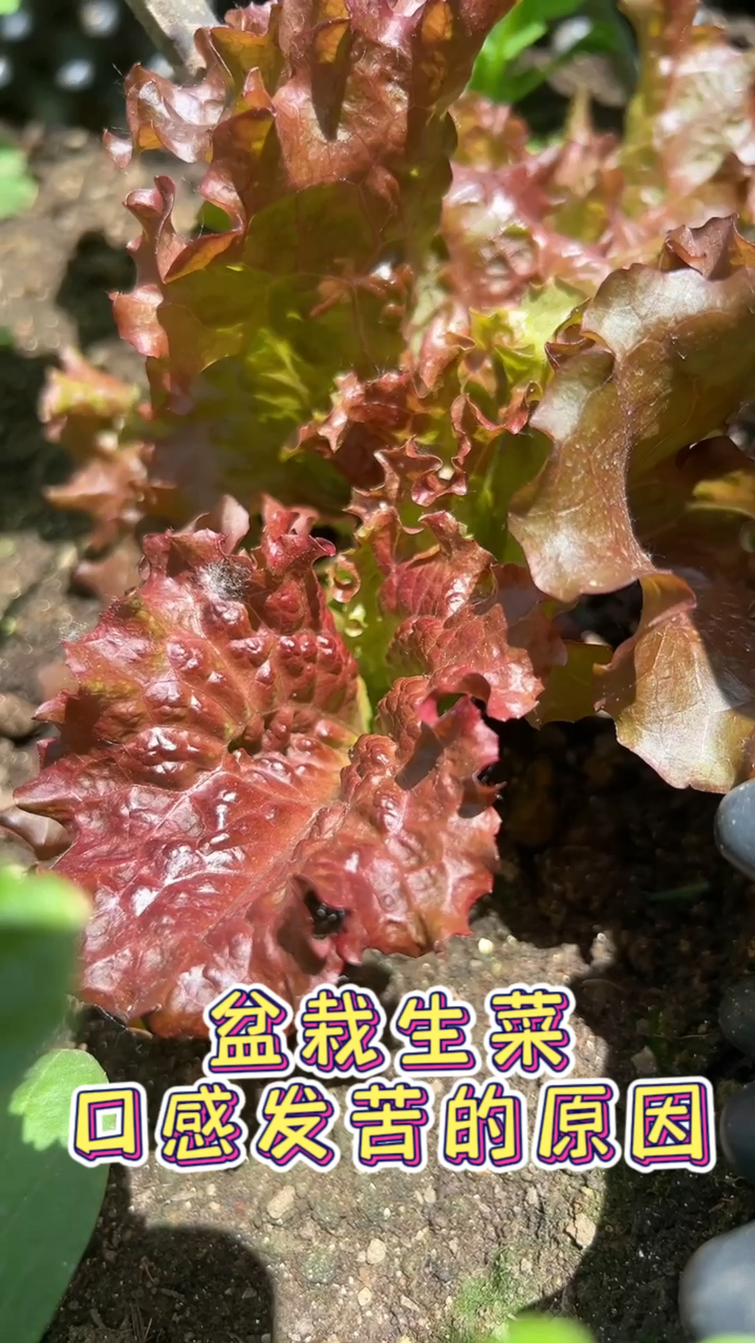 盆栽生菜为什么发苦～