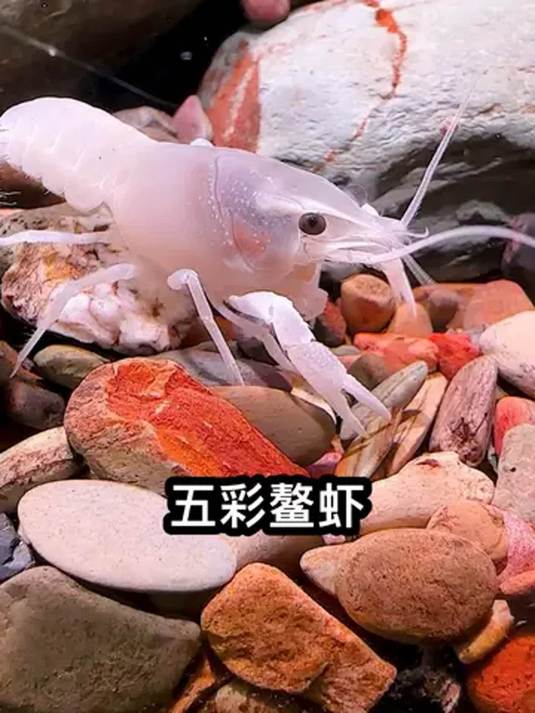 五彩鳌虾颜值超高能清洁鱼缸,生命力强还超好养