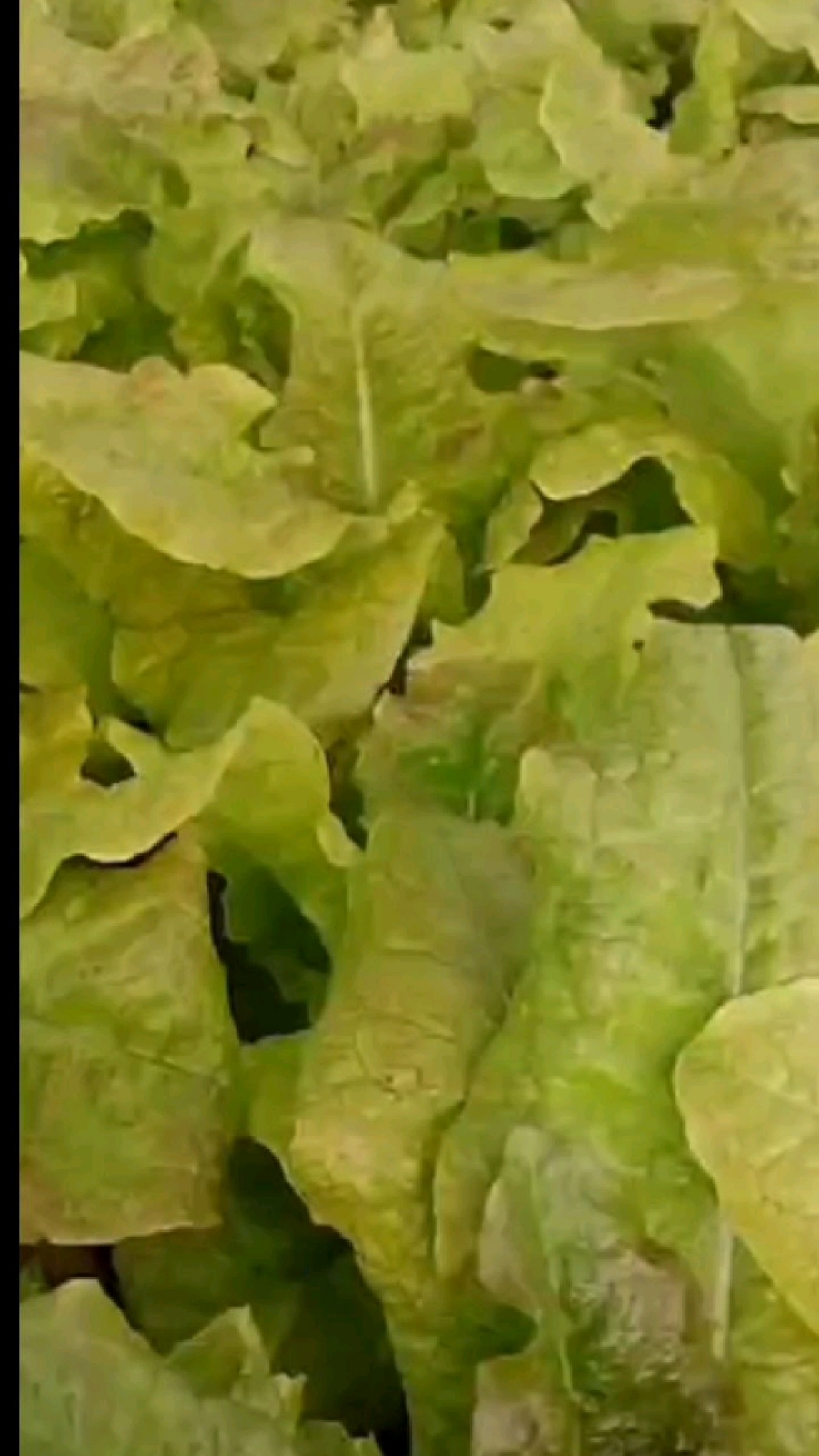说是紫叶生菜,怎么不是紫色的