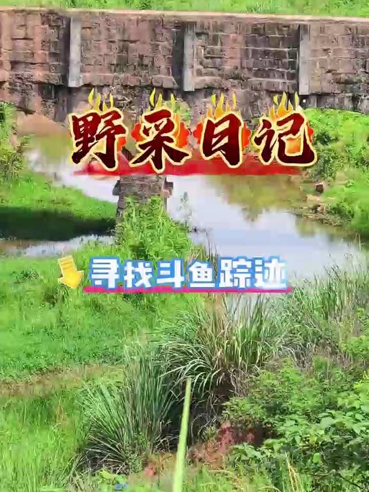今天又出来野采斗鱼了，结果出人意料