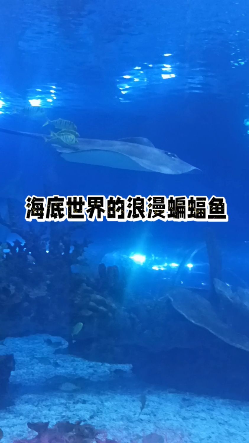 海底世界浪漫蝙蝠鱼