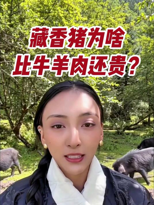 藏香猪为啥比牛羊肉还贵?#跑山猪##土猪肉##卓玛阳光藏香猪##梅花肉#