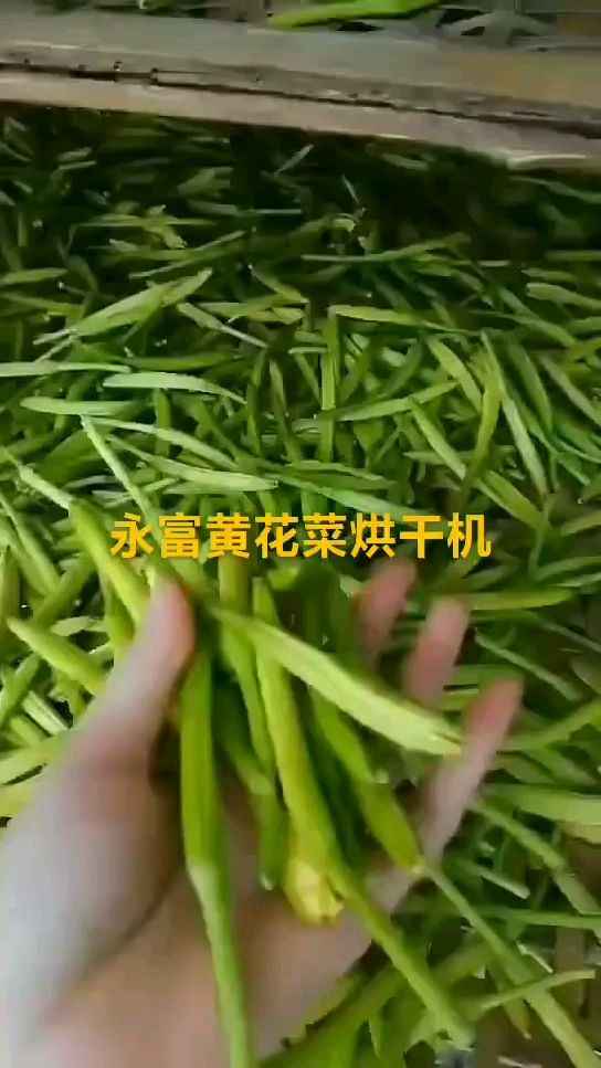永富黄花菜烘干机,大型热风黄花菜烘干机,小型黄花菜烘干机