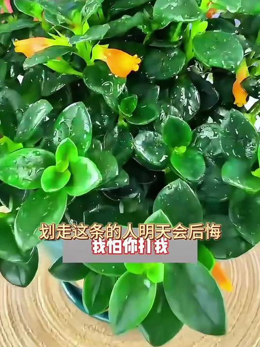 小空间大作用,金鱼吊兰盆栽占地小,释放清新大能量!