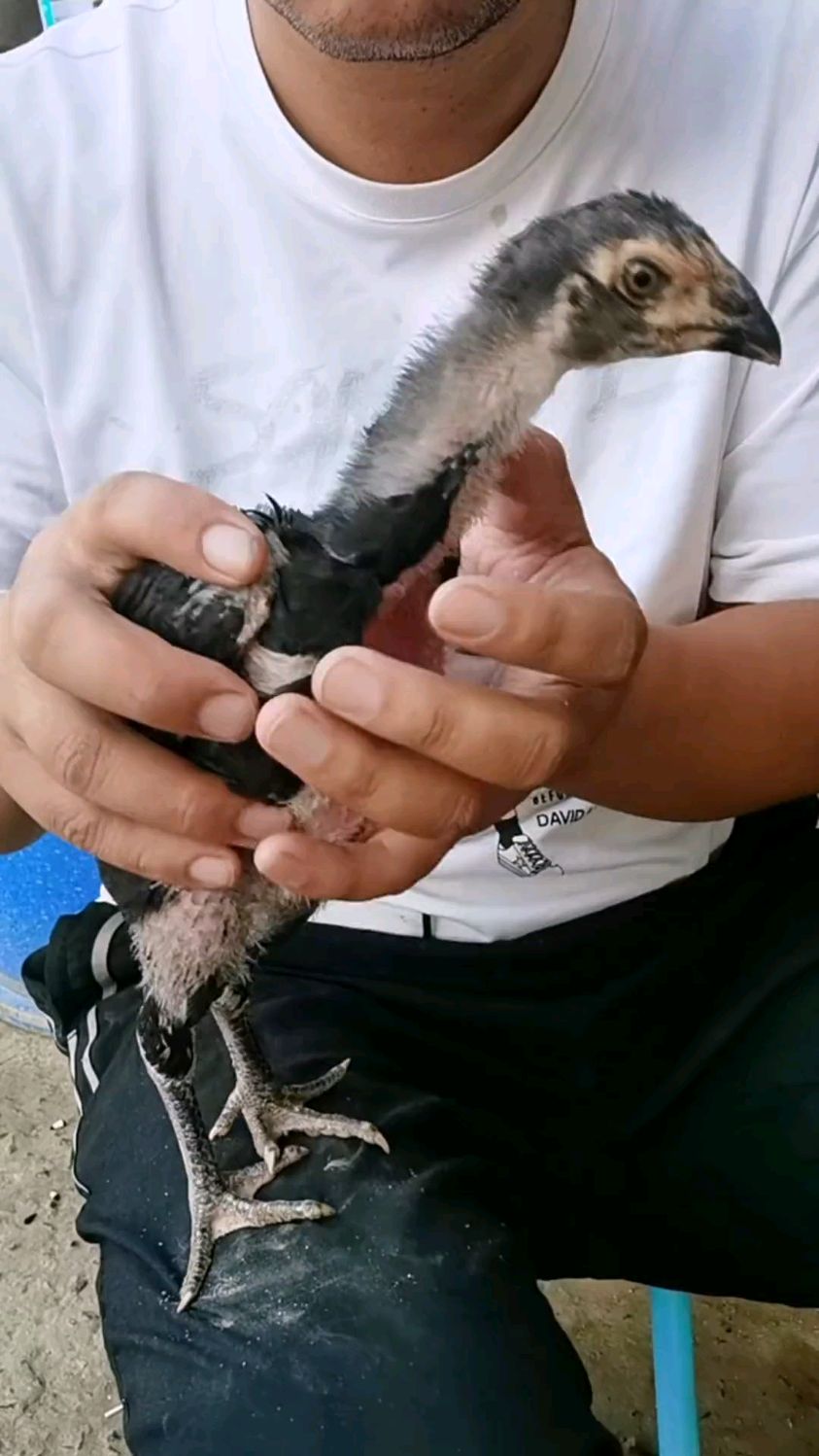 记住这四点挑选一只好的斗鸡