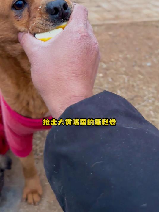 抢走大黄的蛋糕卷给小狗狗吃