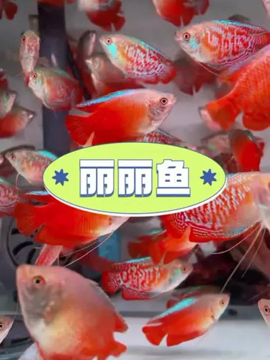 曼龙鱼丽丽鱼,艳丽如钻,还能吃光鱼缸虫卵!