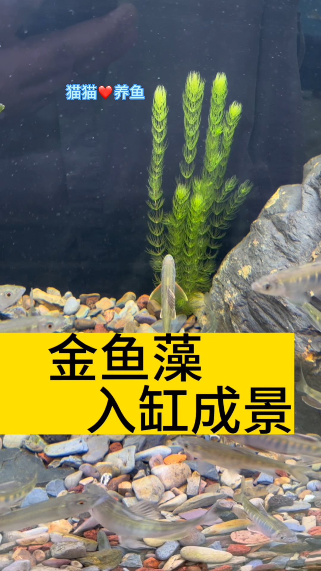 好养又好看的金鱼藻,谁养谁爱鱼缸的一道风景线