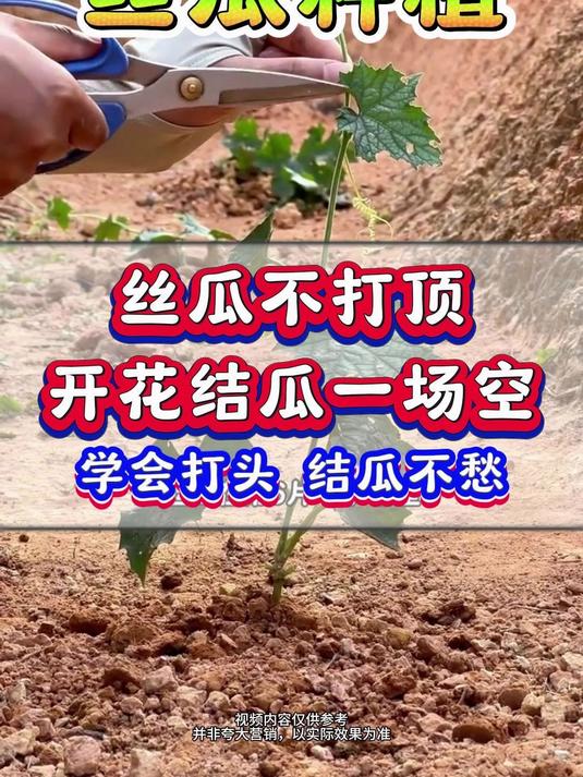 丝瓜不打顶，开花结瓜一场空，学会打头，结瓜不愁。#丝瓜种植##丝瓜如何种植##丝瓜的种植方