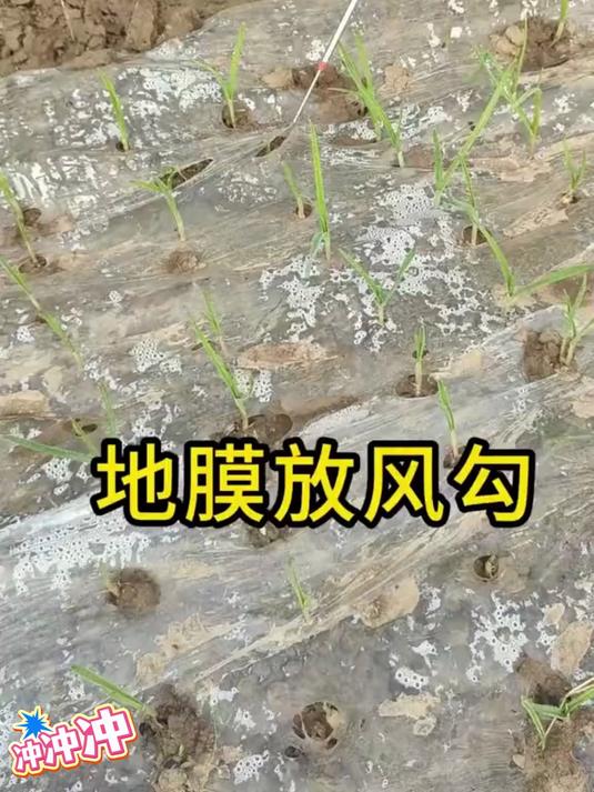 不锈钢伸缩蒜钩子大蒜出苗神器地膜钩蒜苗钩挑蒜工具