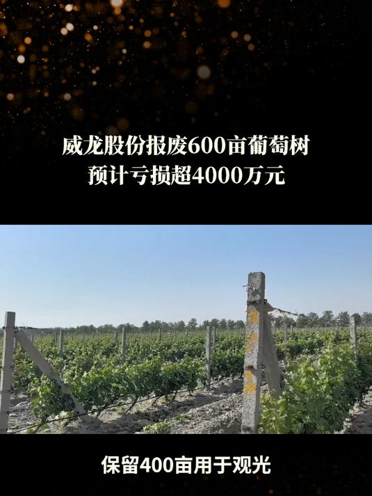 “有机葡萄酒领军企业”计划砍掉600亩葡萄园！