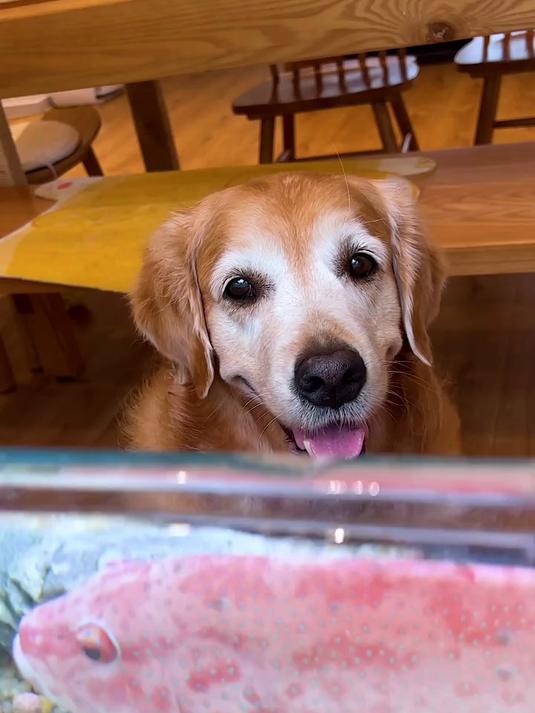 狗子居然把家里养的鱼给吃了!