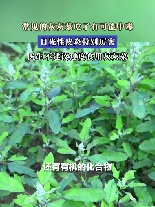 常见的灰灰菜吃了有可能中毒,医生不建议过度食用灰灰菜