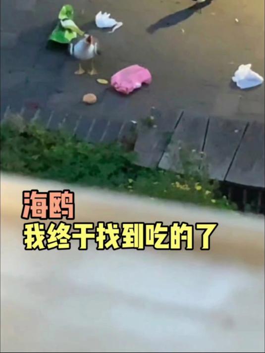 海鸥:果然还是我运气好 仰天长啸 大笑 我做到了 开心