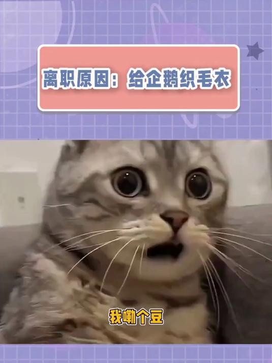 离职原因:给企鹅织毛衣