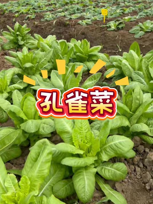 孔雀菜学名罗马直立生菜，甜脆可口，可以生吃！