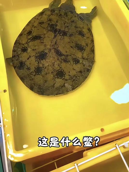 分享科普10个品种的甲鱼，看看有没有你认识的？