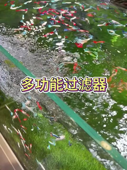 「鱼缸不换水」多功能鱼缸过滤器,一键帮你吸粪,换水,送氧!