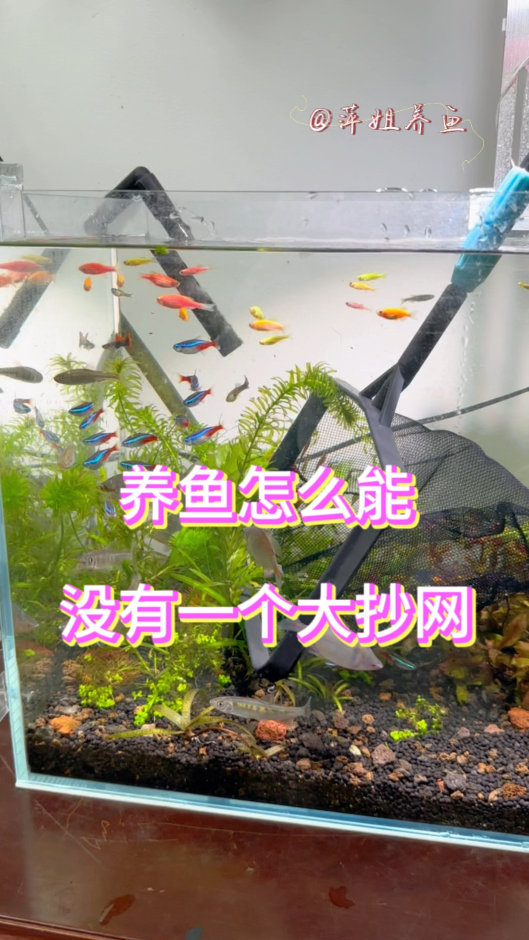 养鱼怎么能没有一个大抄网#水族 #养鱼日记 #鱼缸里的大自然