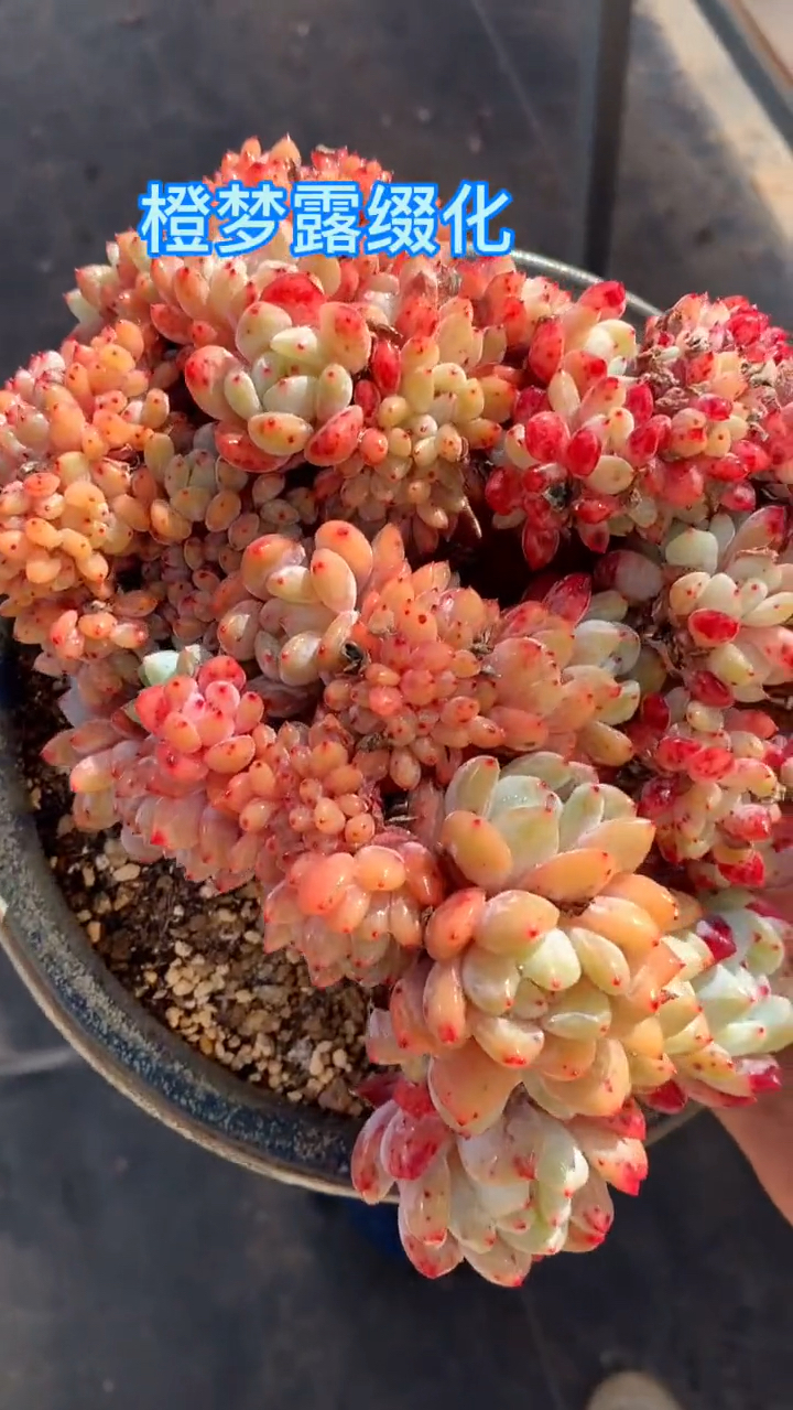 这几个品种的多肉,还真是不一样,你喜欢哪一个?