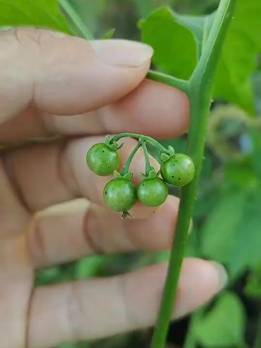 龙葵又叫野辣椒、白花菜,有经验的老一辈常把它采回家,你了解它的价值吗?