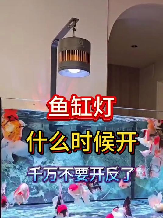 鱼缸灯什么时候开千万不要开反了