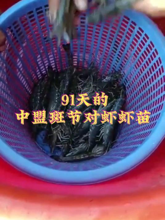 养殖利器!91天的中盟斑节对虾,为何这么漂亮?