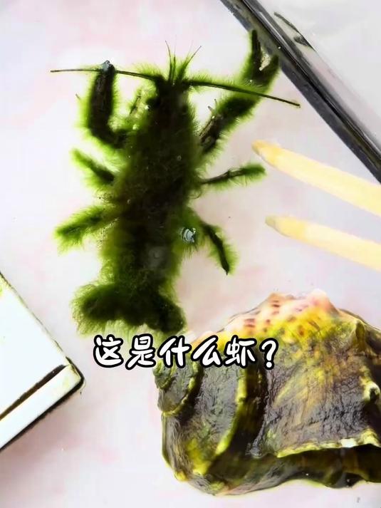 15种不同种类的虾，快来看看你都吃过哪几种？