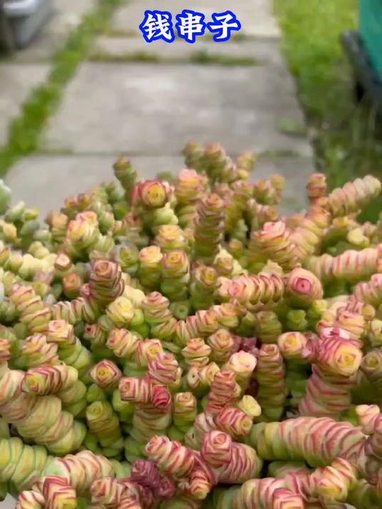 想要好运来的,养盆钱串子,寓意吉祥带来好兆头