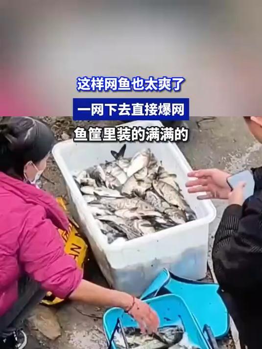 这样网鱼也太爽了,一网下去直接爆网,鱼筐里装的满满的