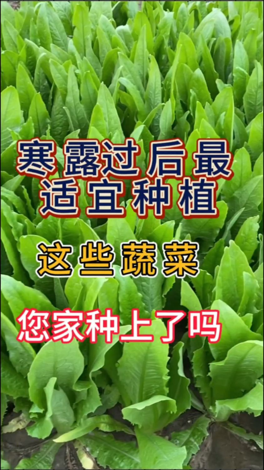 寒露过居适宜种植哪些蔬菜呢