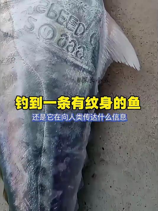 钓到一条有纹身的鱼，还是它在向人类传达什么信息