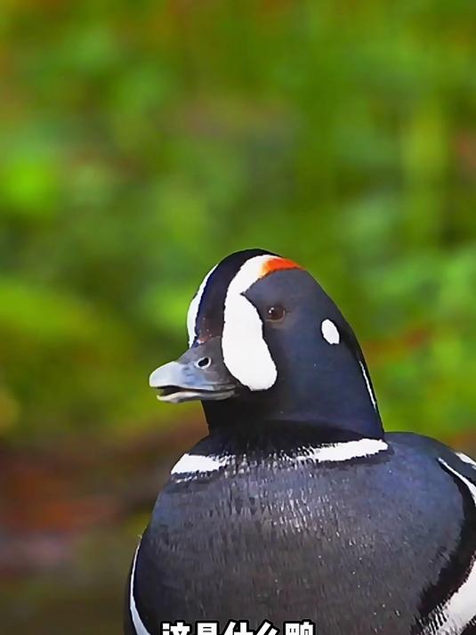 分享科普14个不同品种的鸭，不是所有鸭都可以吃的哦！