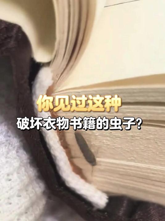 衣柜衣鱼到处窜？杀虫粉快速灭杀，省心又管用！#衣鱼虫##杀虫粉剂#