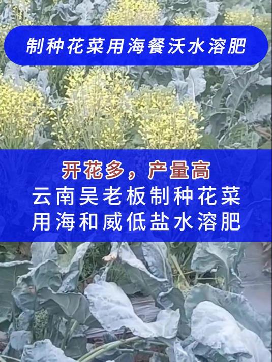 水溶肥-云南制种花菜用海和威水溶肥,开花多,产量高,抗倒伏