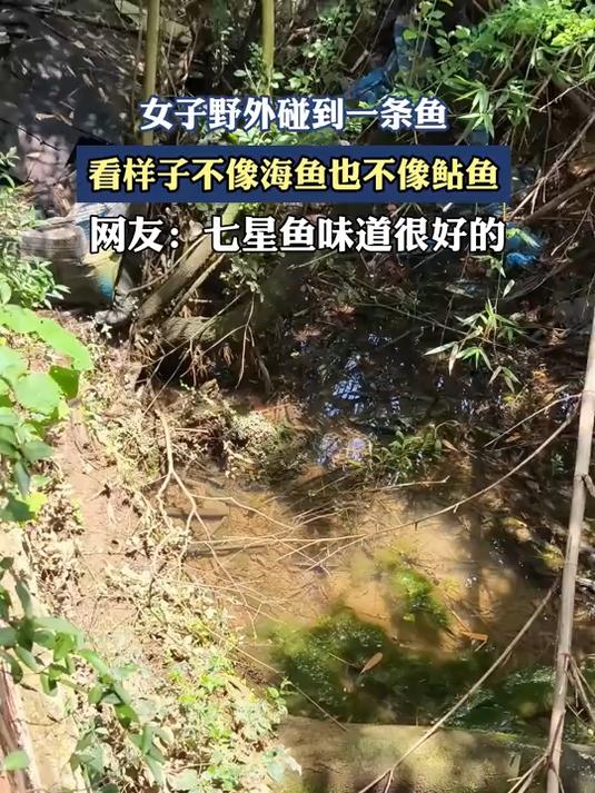 女子野外碰到一条鱼，看样子不像海鱼也不像鲇鱼