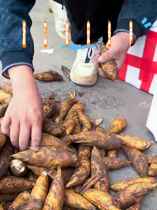 冬日必备浙江临安冬笋，高山现挖品质上乘，脆嫩甘甜炖汤更鲜！