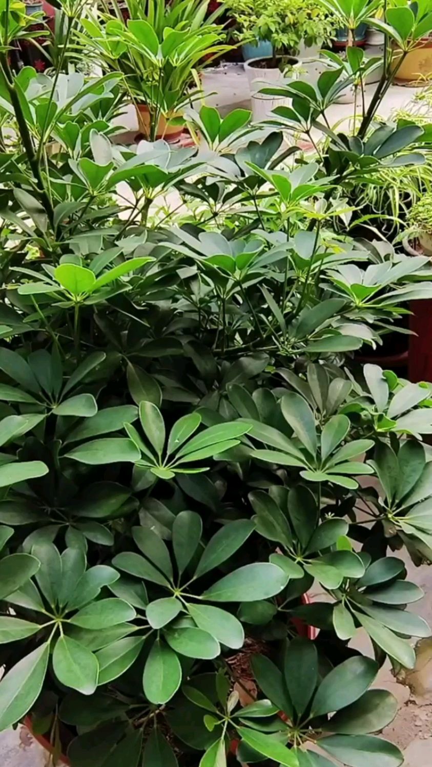 鸭掌木修剪三招,枝繁叶茂造型美