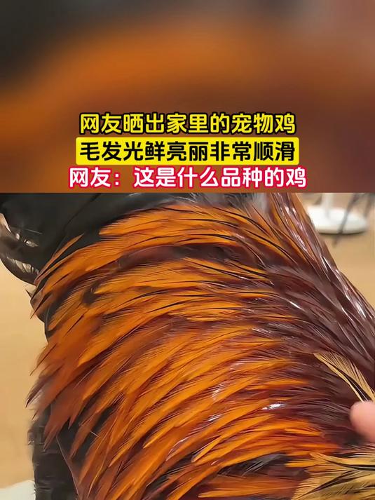 网友晒出家里的宠物鸡,毛发光鲜亮丽非常顺滑,网友:这是什么品种的鸡