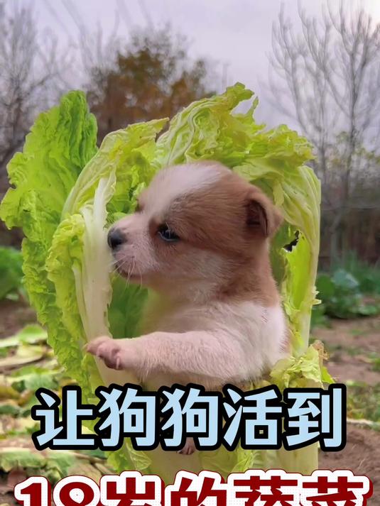 狗狗吃了活到18岁的蔬菜,要给狗狗多吃!