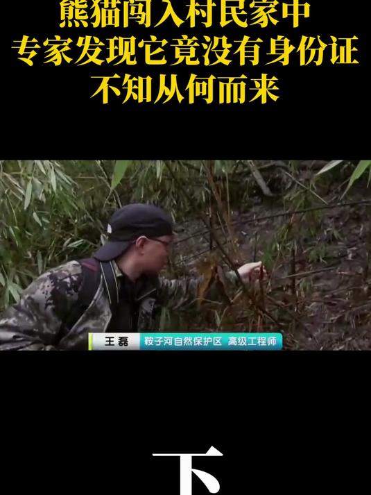 野外熊猫受重伤,闯入村民家中求救,专家发现它竟然没有身份证?