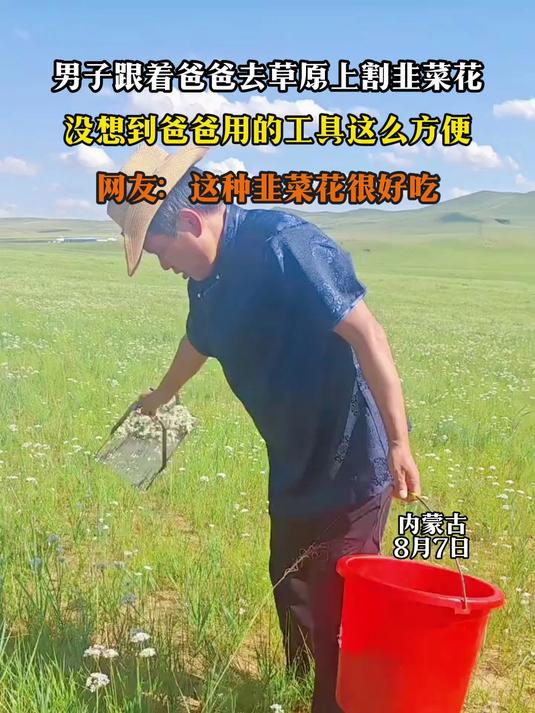 男子跟着爸爸去草原上割韭菜花,没想到爸爸用的工具这么方便