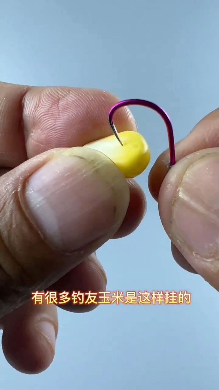 玉米钓鱼挂饵的正确方式