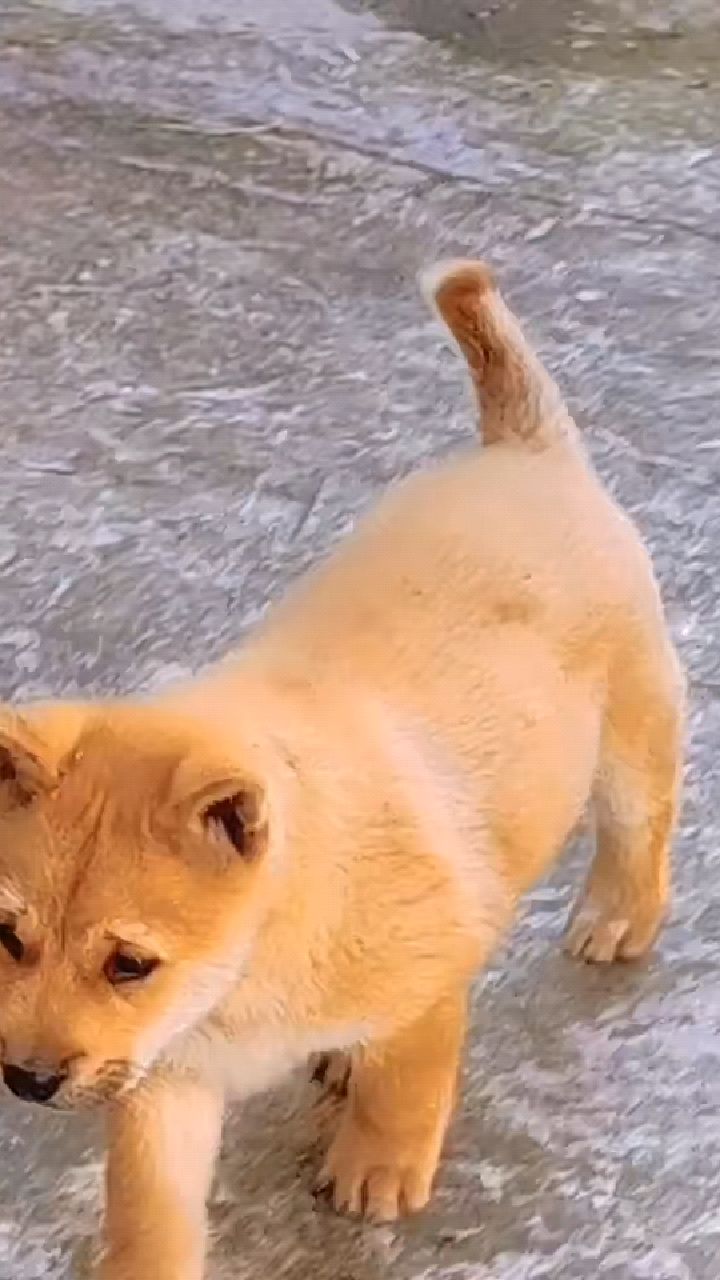 中华田园犬广西土猎犬小黄狗太漂亮了