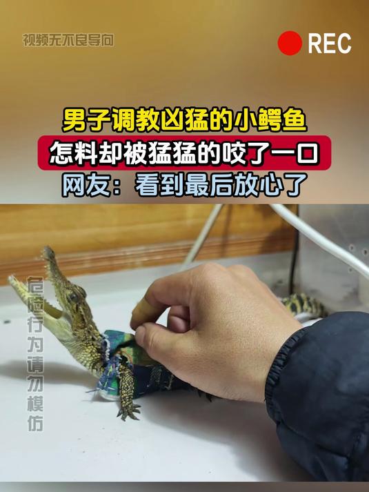 男子调教凶猛的小鳄鱼,怎料却被猛猛的咬了一口,网友:看到最后放心了